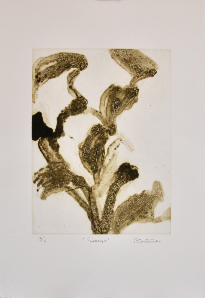 Musgo Beatriz Castañeda